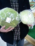 東陽村キャベツ01