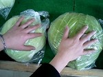 東陽村キャベツ02
