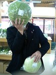 東陽村キャベツ03