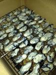 サロマ湖 芭露産の牡蠣-6